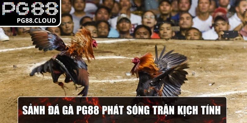 Sảnh đá gà PG88 phát sóng trận đấu kịch tính